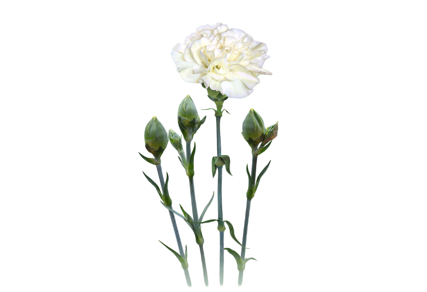 White Carnation